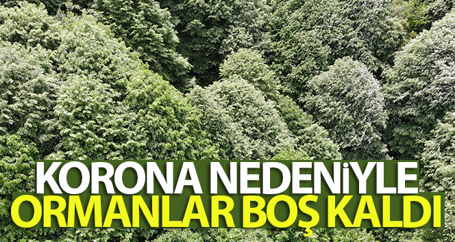 Koronavirüs nedeniyle ormanlar boş kaldı