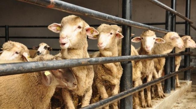 Bilim Kurulu Üyesi Özlü: Kurban etinde bulaş riski olabilir