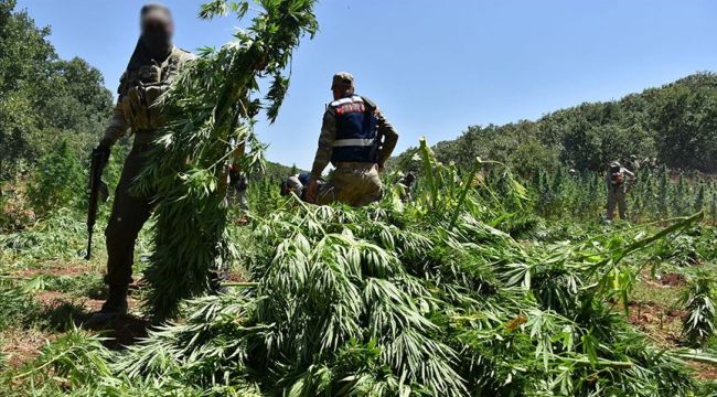 Diyarbakır'da 9 milyon 187 bin kök Hint keneviri ve 1 ton 183 kilogram esrar ele geçirildi