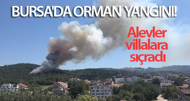 Bursa'da çıkan yangın villalara sıçradı