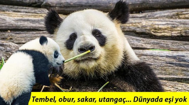 Dünya yıllarca üzerlerine titredi... Çin, sevindiren haberi verdi!