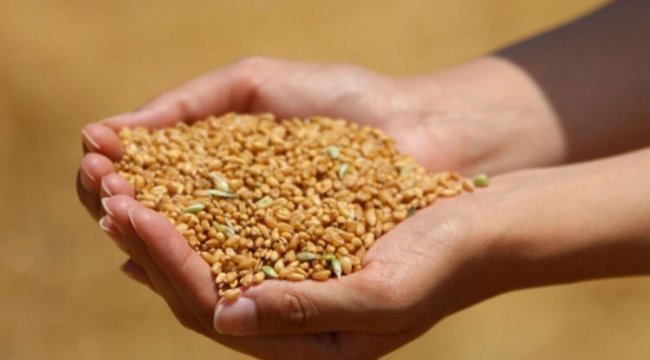 ‘Yağışlı havalar hububatta verimi arttıracak’