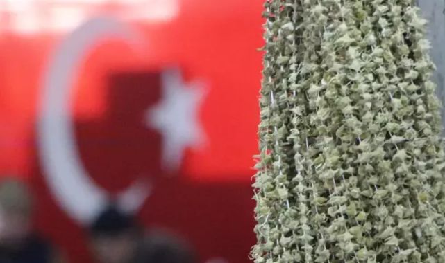 Amasya'nın Çiçek Bamyası altınla yarışıyor: Kilosu 3.500 lira