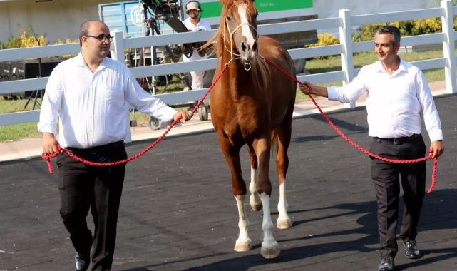 Milyonluk taylar, peynir ekmek gibi satıldı