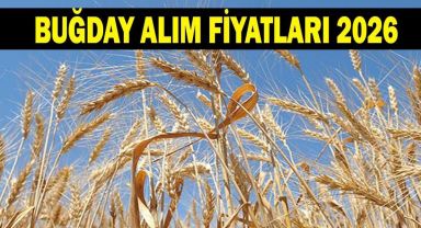 BUĞDAY FİYATLARI 2026: Buğday fiyatları açıklandı mı? TMO Hububat, arpa ve buğday alım fiyatı ne kadar olacak?